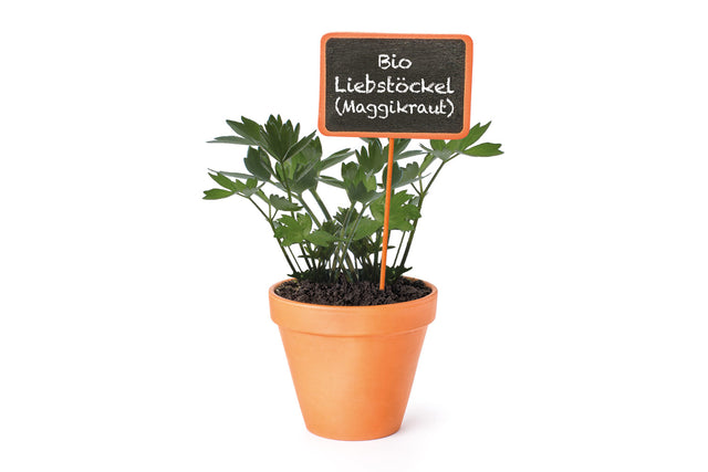 Bio Liebstöckel (Maggikraut) Kräuterpflanze - Levisticum officinale