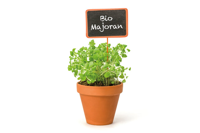 Bio Majoran Sizilianisch Kräuterpflanze - Origanum majorana