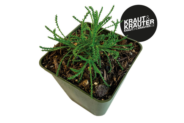 Bio Olivenkraut (Grünes Heiligenkraut) Kräuterpflanze - Santolina virens
