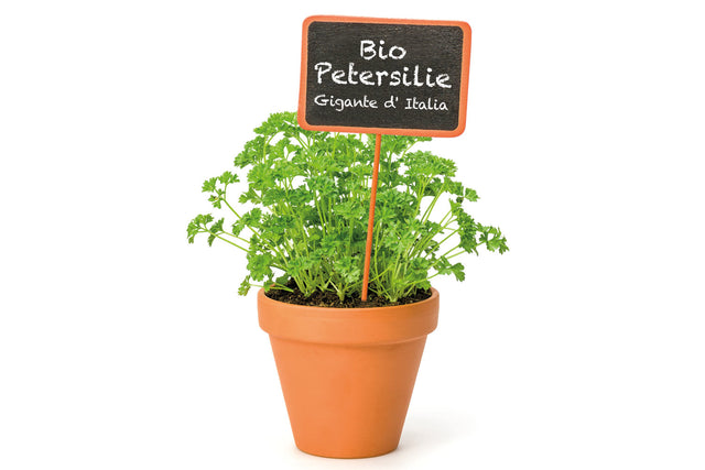 Bio Petersilie (Italienische Petersilie / Gigante d' Italia') Kräuterpflanze -