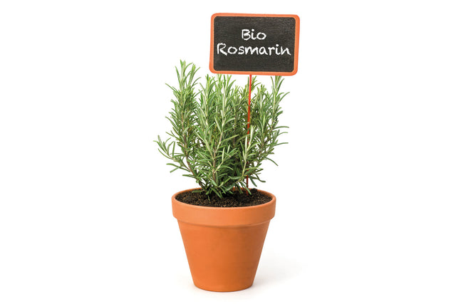 Bio Rosmarin Arp Kräuterpflanze - Salvia rosmarinus