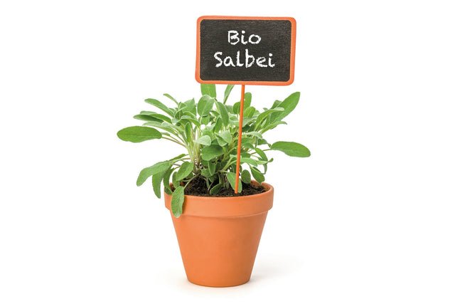 Bio Salbei Berggarten (Gewürz-Salbei) Kräuterpflanze - Salvia officinalis