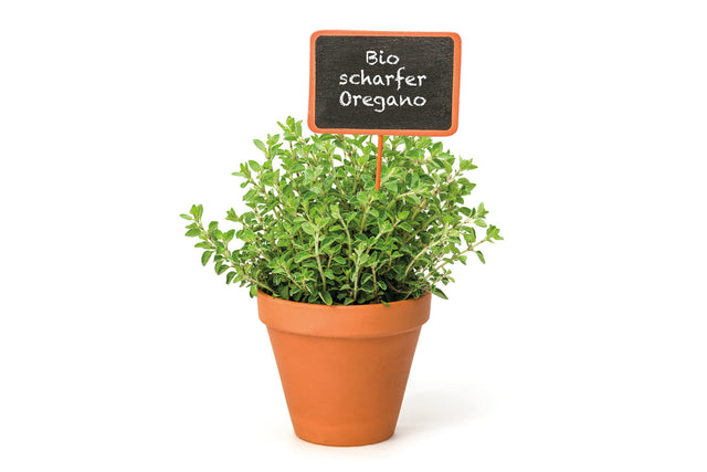 Scharfer Bio Oregano (Hot & Spicy) Kräuterpflanze - Origanum Hybride