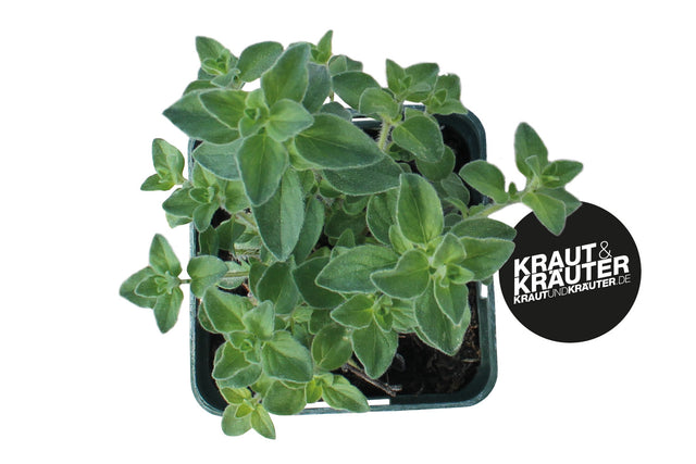 Scharfer Bio Oregano (Hot & Spicy) Kräuterpflanze - Origanum Hybride