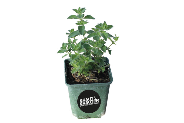 Scharfer Bio Oregano (Hot & Spicy) Kräuterpflanze - Origanum Hybride