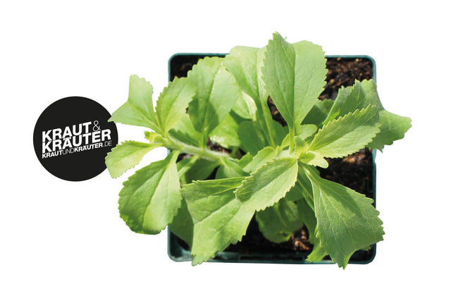 Bio Stevia (Süßkraut) Kräuterpflanze - Stevia rebaudiana