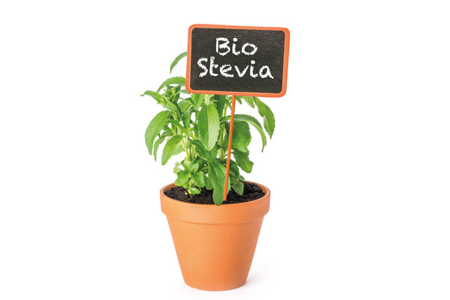 Bio Stevia (Süßkraut) Kräuterpflanze - Stevia rebaudiana